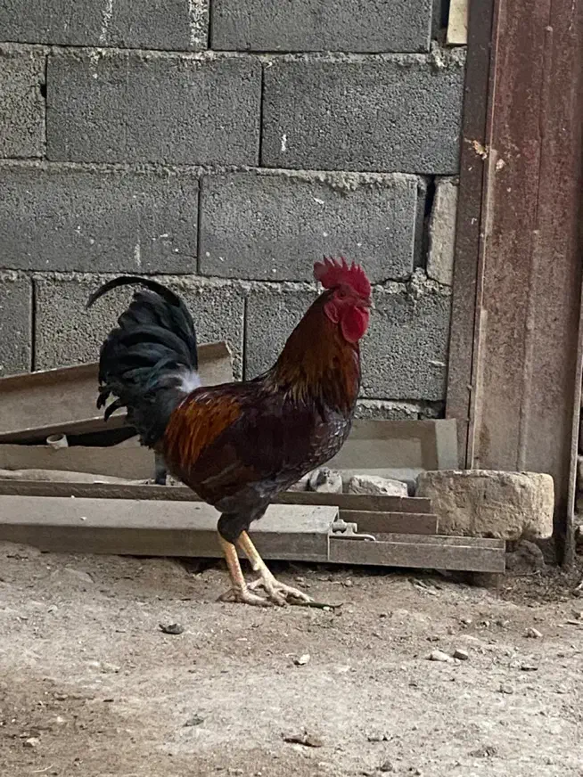 خروس کوردی|حیوانات مزرعه|سرپل ذهاب, |دیوار