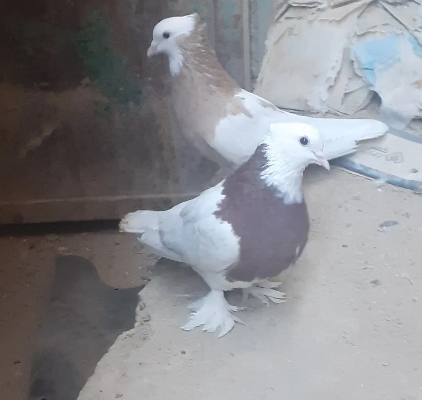 کبوترفروشی|پرنده|خاش, |دیوار