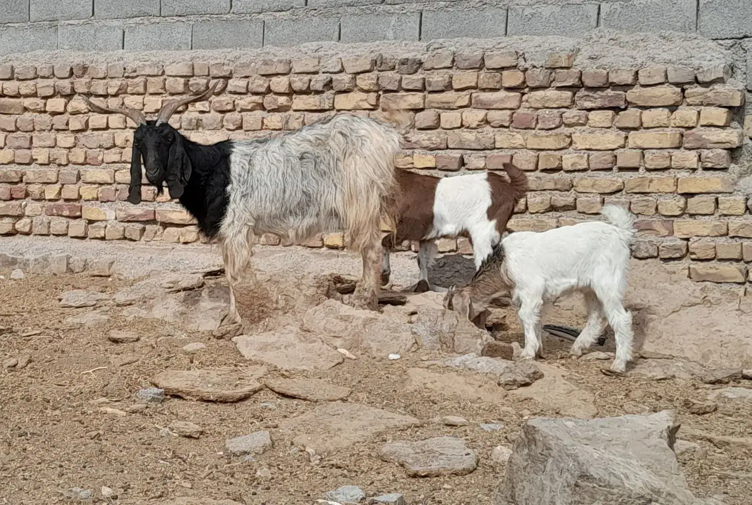 بزبزغالهدارجملیشیراسالممیشبره|حیوانات مزرعه|رضویه, |دیوار