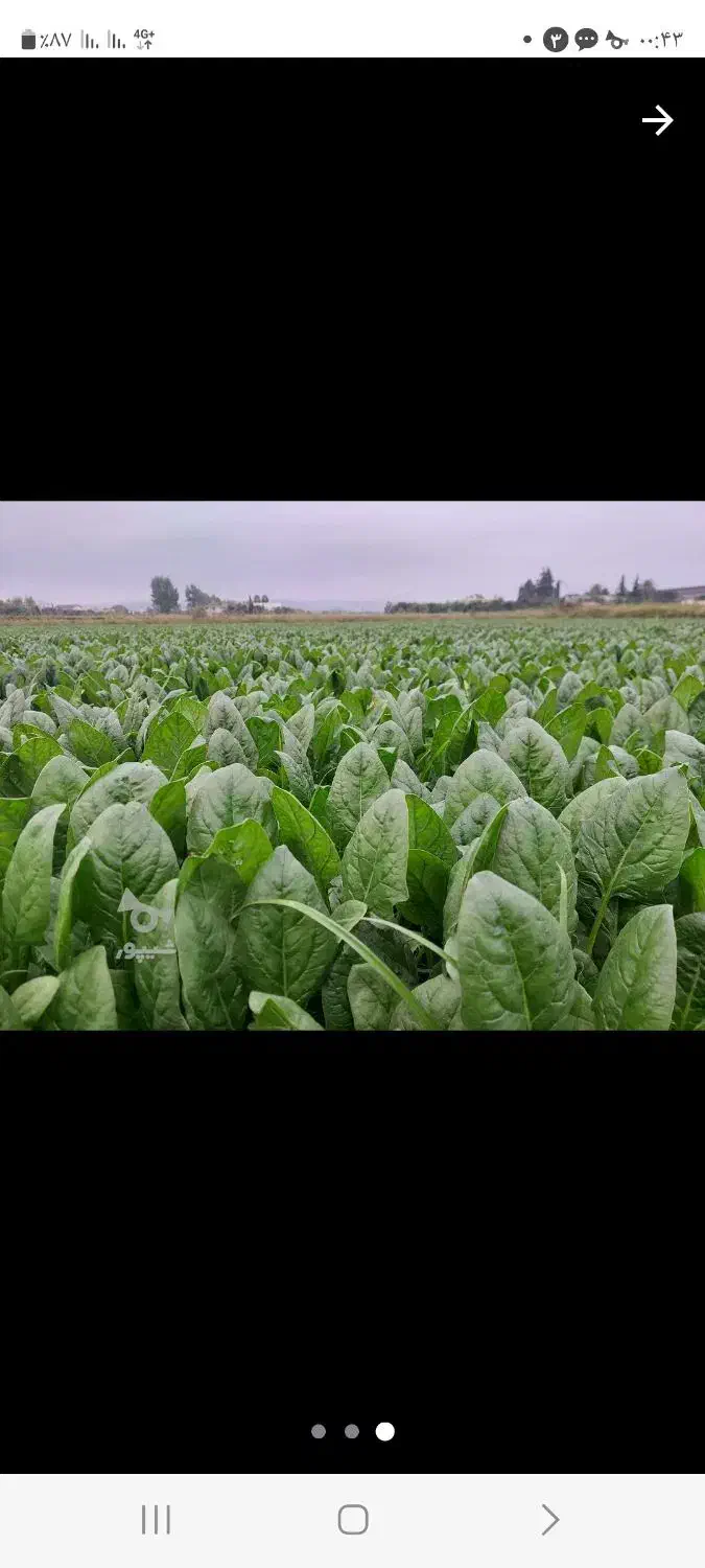 فروش نهال کاهو برای نشا|گل و گیاه طبیعی|دابودشت, |دیوار