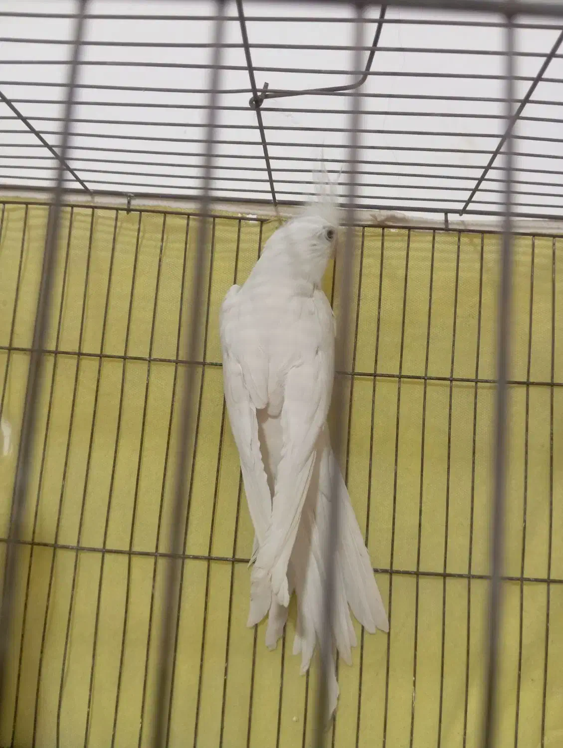 پرند عروس البینو نر وجفت طوطی برزیلی|پرنده|باوی, |دیوار