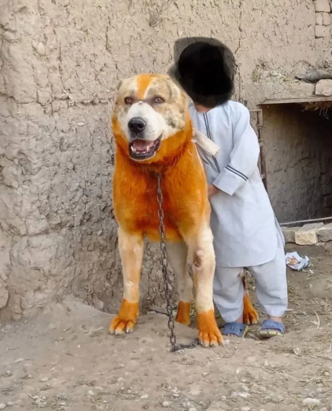 توله افغان اصیل|سگ|سربیشه, |دیوار