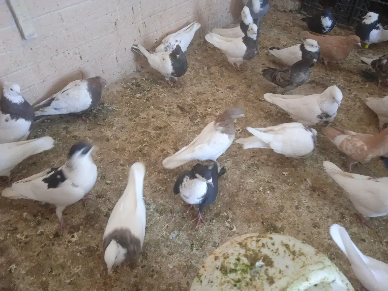 کبوتر|پرنده|سراوان, |دیوار