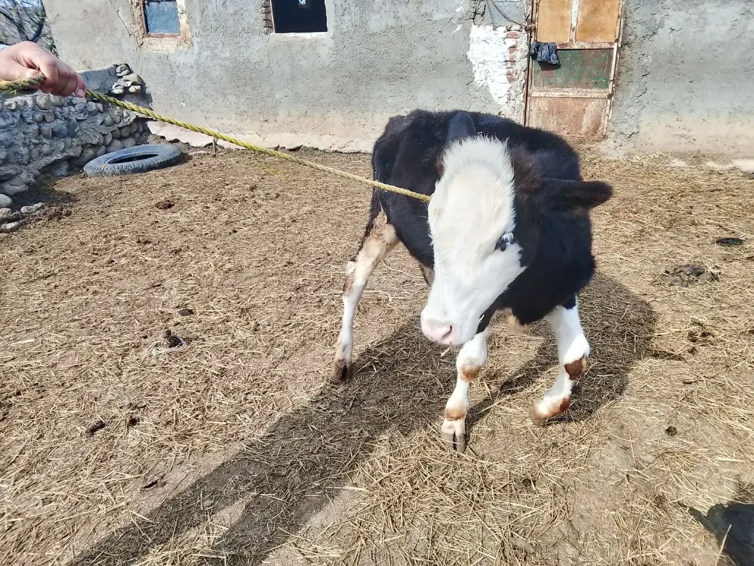 شماره تماس|حیوانات مزرعه|چهاردانگه (آذربایجان), |دیوار