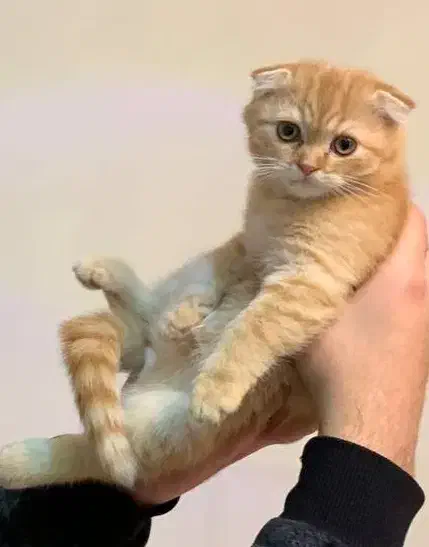 اسکاتیش گلد|گربه|کرمانشاه, |دیوار