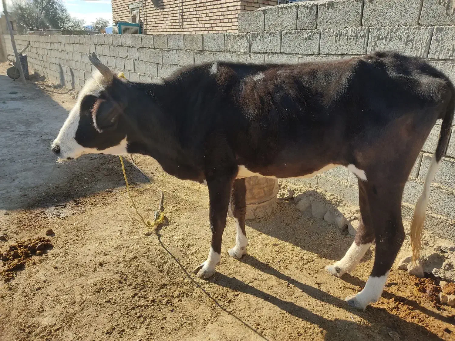گاو ۴ ماه آبستن به همراه گوساله|حیوانات مزرعه|مراوه, |دیوار