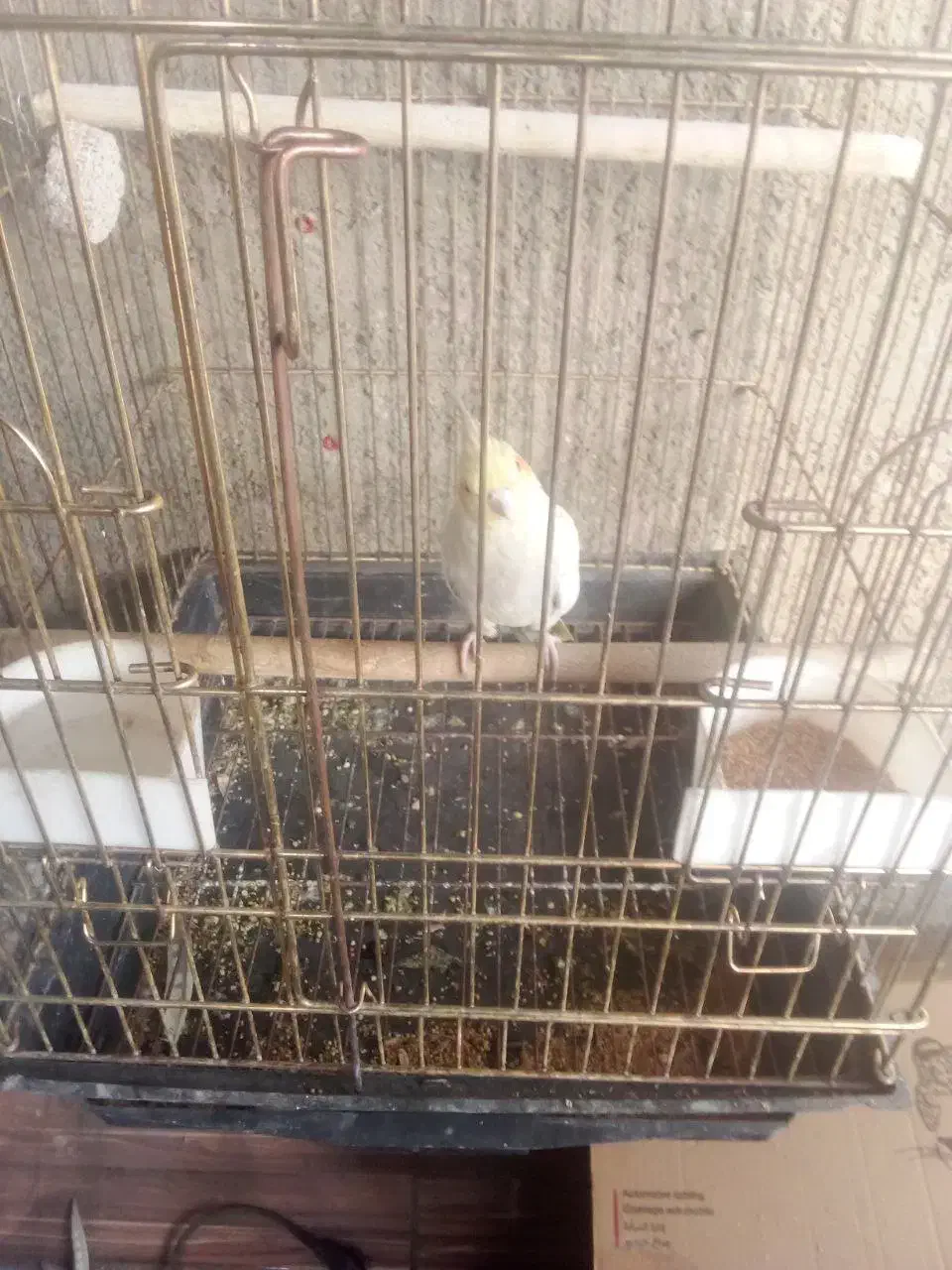 عروس هلندی|پرنده|بومهن, |دیوار