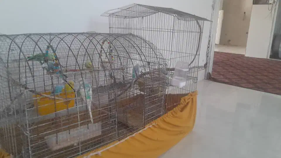 مرغ عشق|پرنده|تخت, |دیوار