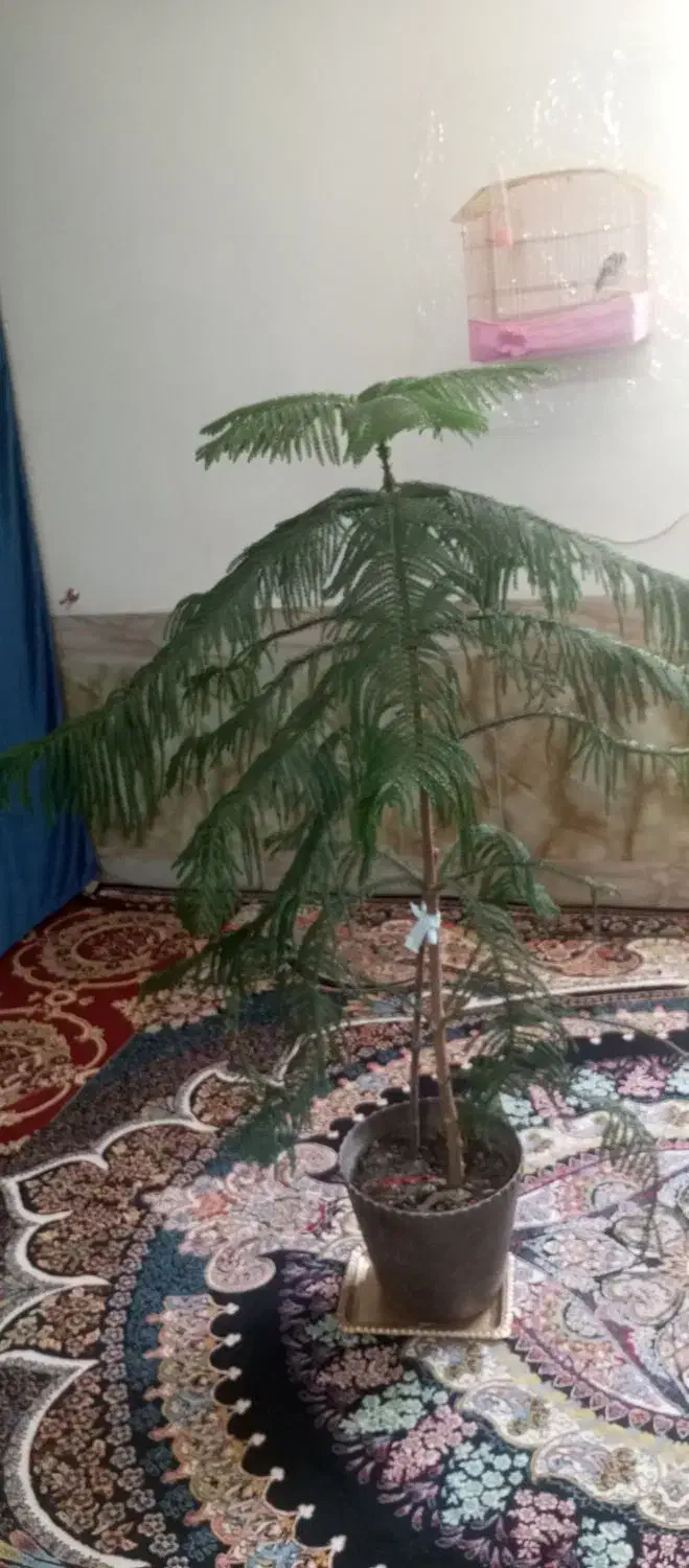 گلکاجفروشی|گل و گیاه طبیعی|زاوه, |دیوار