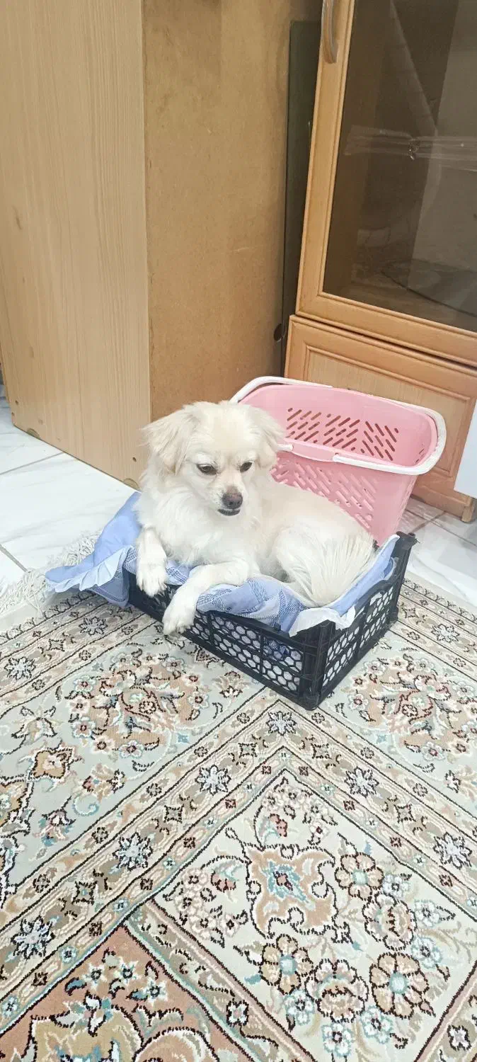 سگ اشپیتز|سگ|قروه, |دیوار