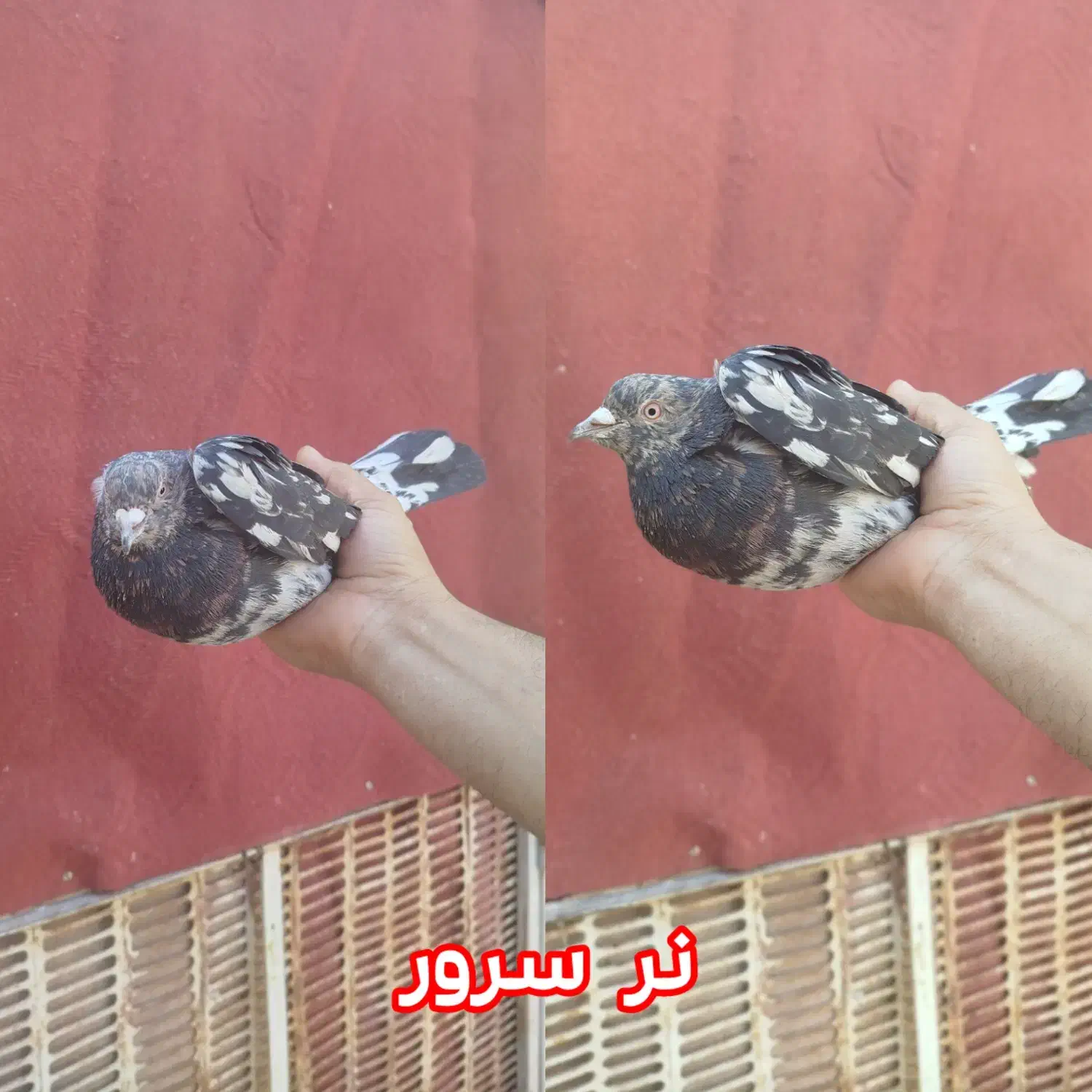 کبوتر|پرنده|اردکان, |دیوار