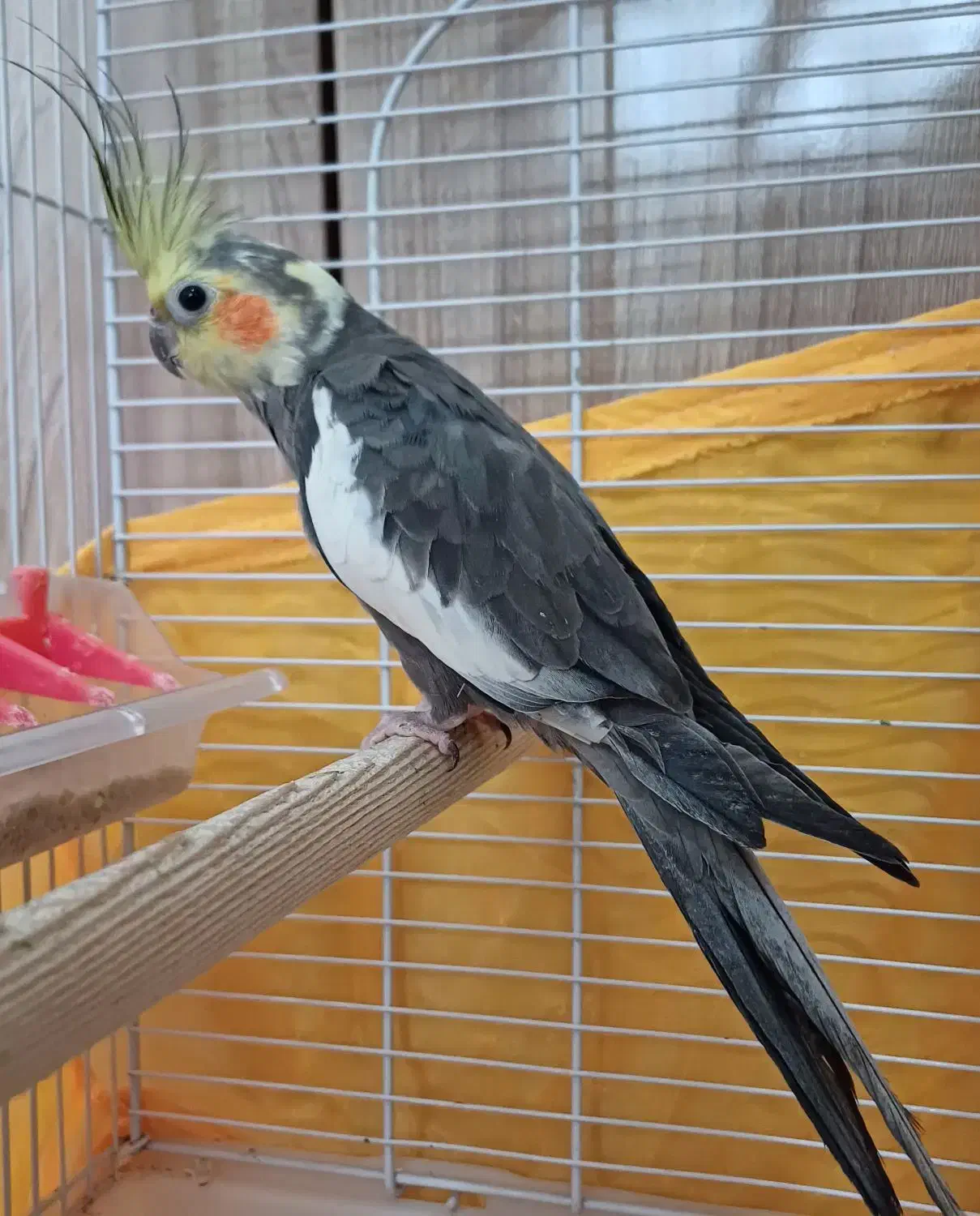 عروس هلندی|پرنده|بندر انزلی, مسکن مهر|دیوار