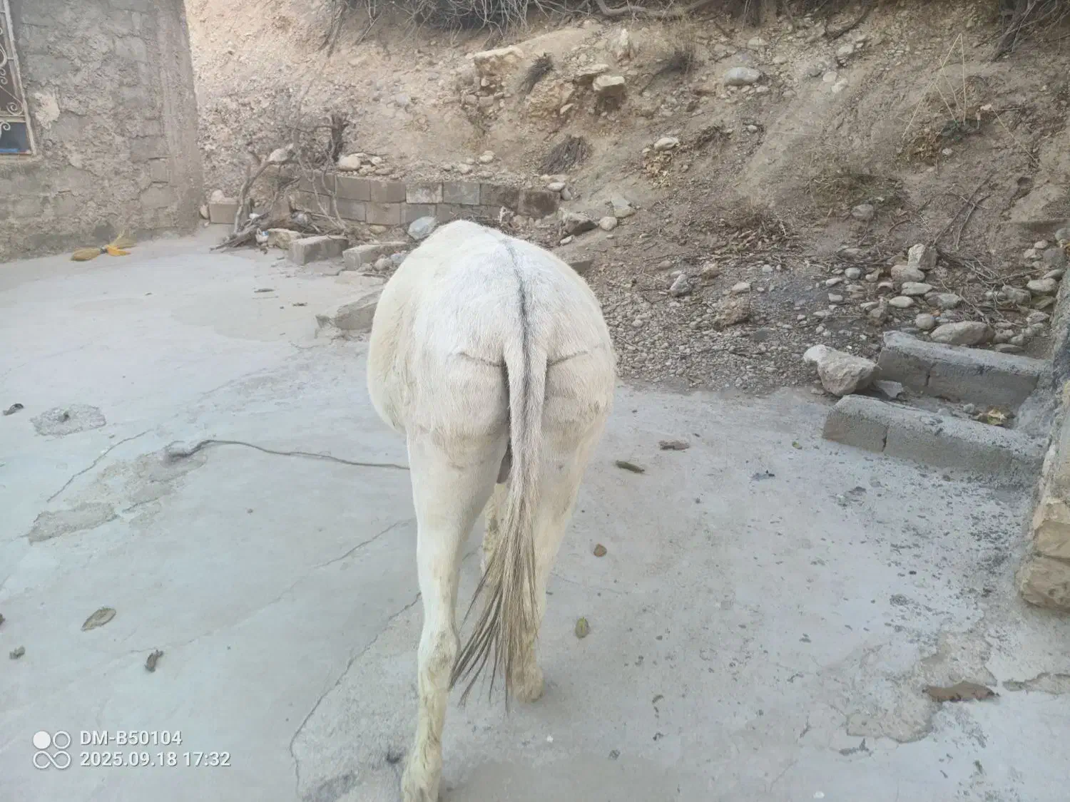 خر نر|حیوانات مزرعه|پاتاوه, |دیوار