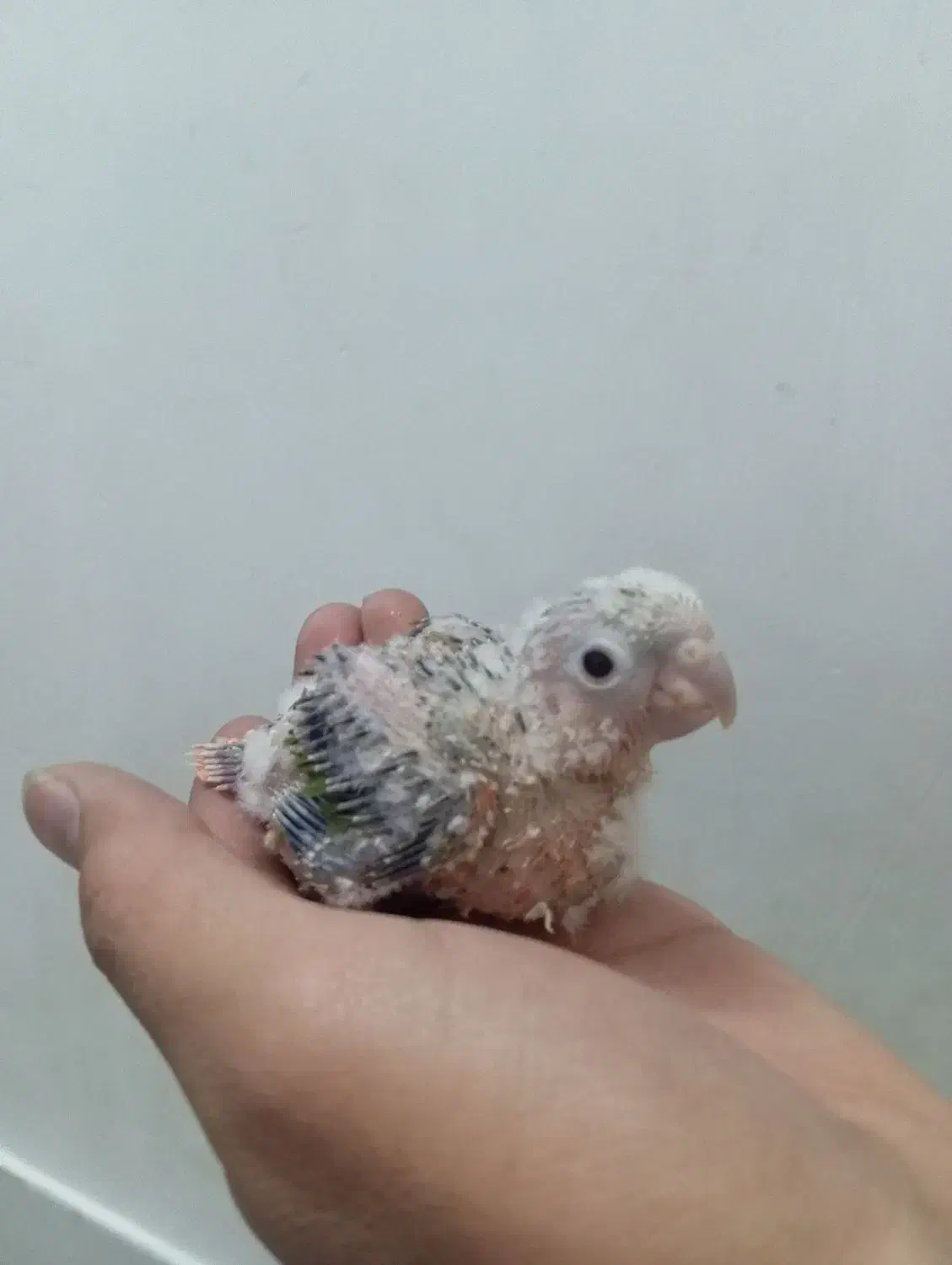 گرینچیک سرلاکی و  نر بالغ|پرنده|بیرجند, |دیوار