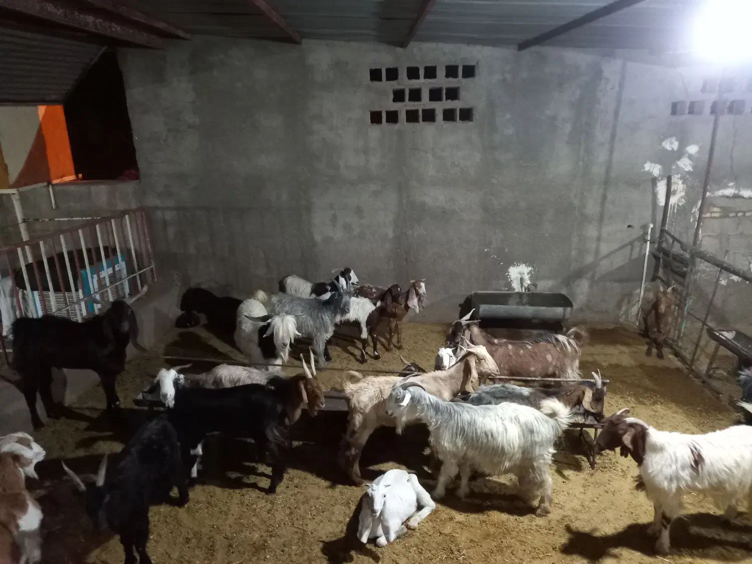 چند عدد بز دقلو زا داشتی همه سرحال وسالم|حیوانات مزرعه|مسجد سلیمان, |دیوار