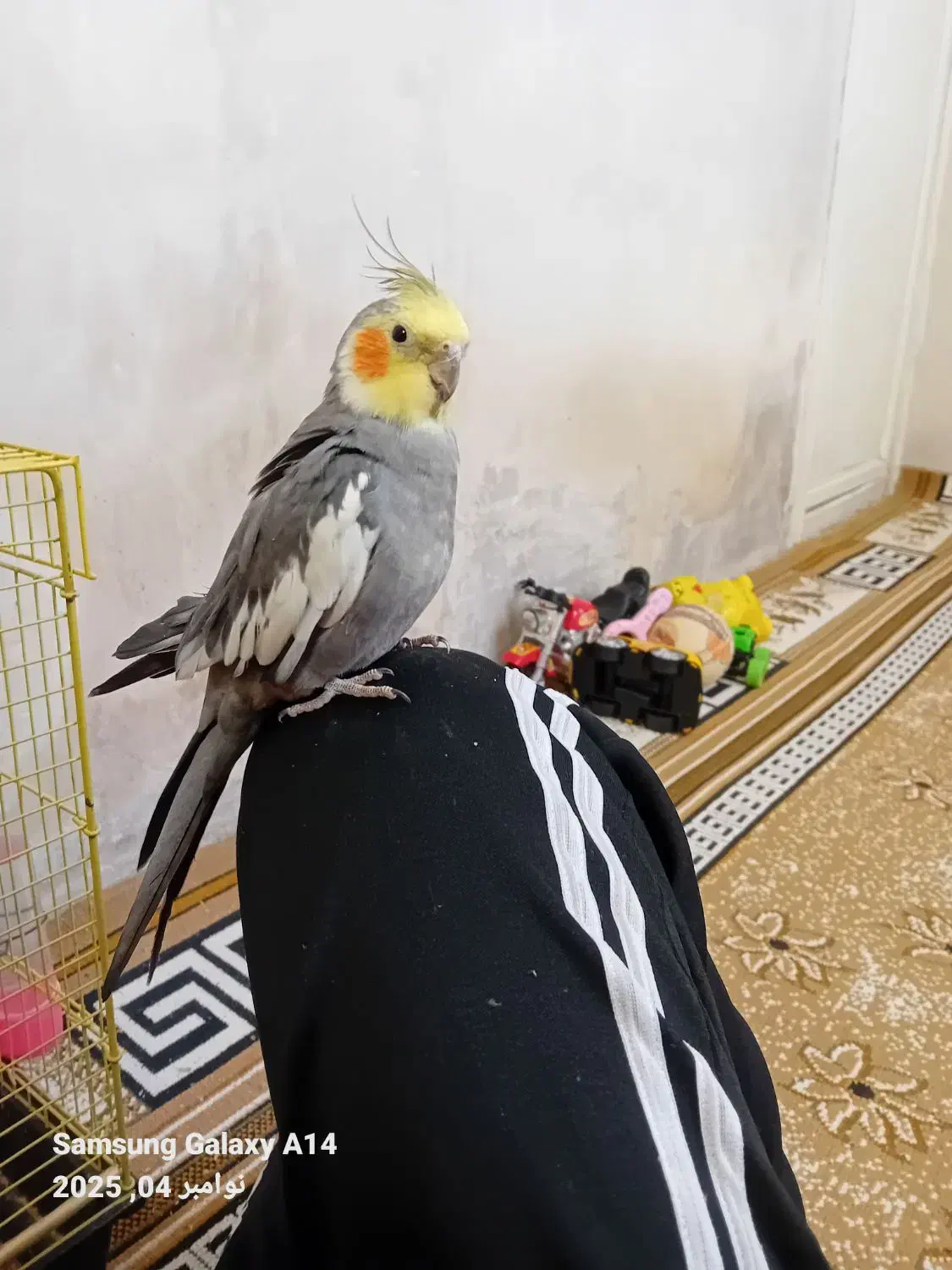 یک جفت عروس هلندی|پرنده|لالجین, |دیوار