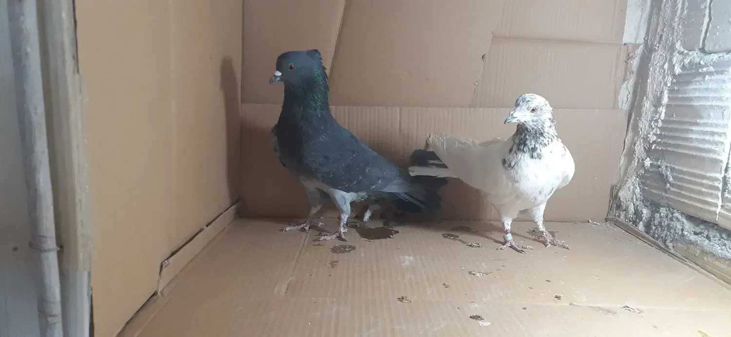 فروشی|پرنده|باغ حلی, |دیوار