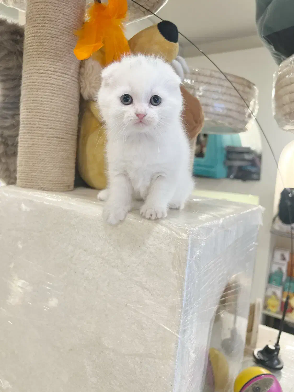 اسکاتیش سفید اصل|گربه|رشت, دیلمان|دیوار