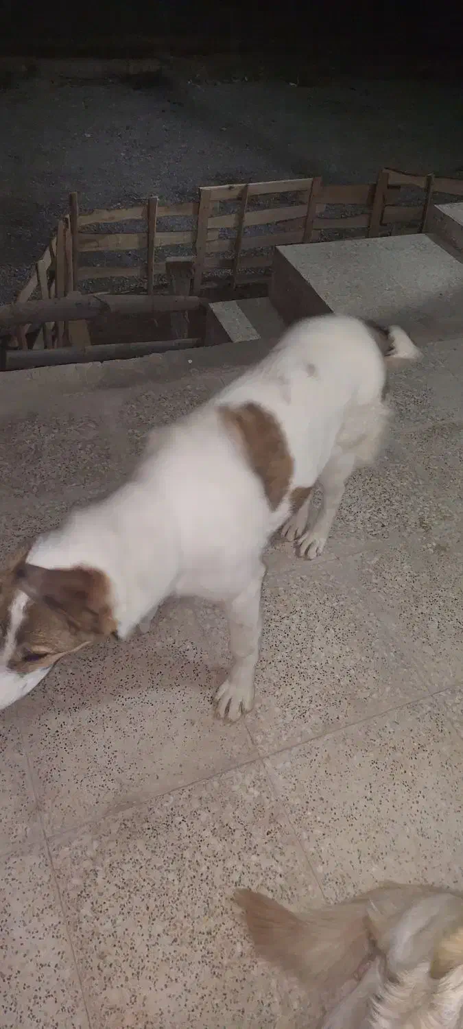 توله سگ سرابی نر نگهبان و گله|سگ|ساوه, |دیوار