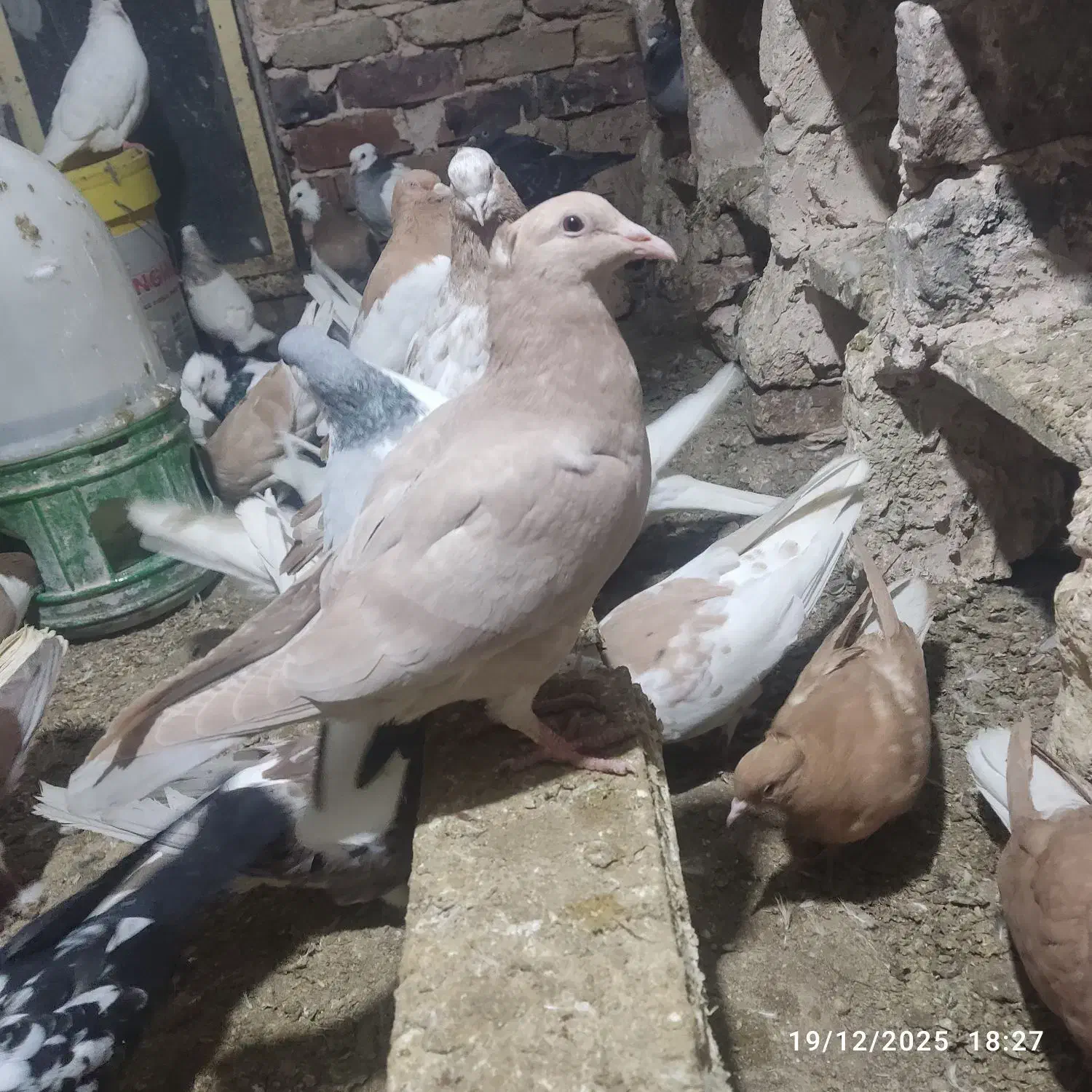 جوجه بغدادی جوجه تک|پرنده|میان جلگه, |دیوار