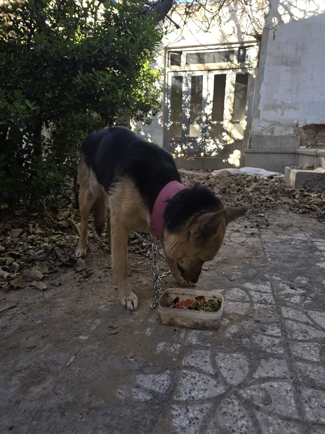 سگ ژرمن|سگ|اصفهان, گورتان|دیوار