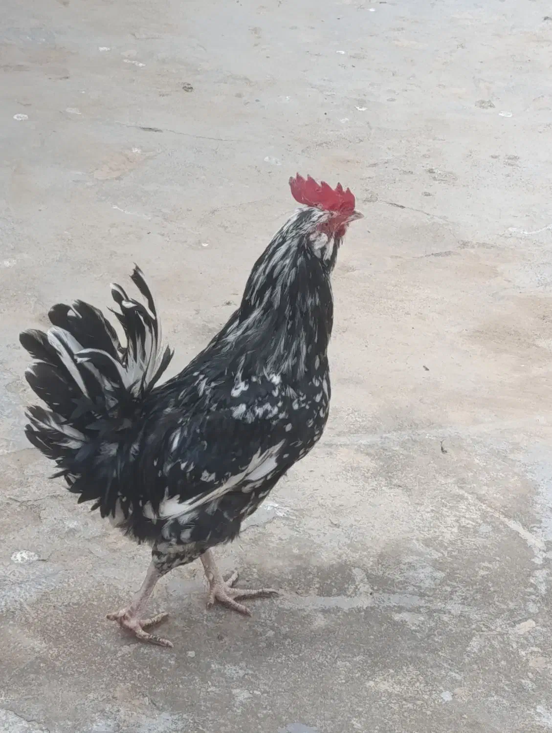 خروس گلین ‌|حیوانات مزرعه|فرخ‌شهر, |دیوار