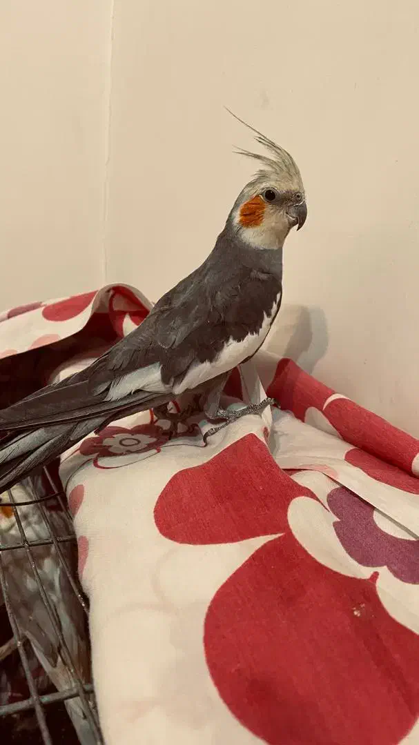 عروس هلندی|پرنده|ازنا, |دیوار