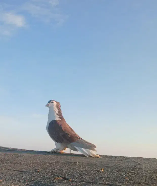 کبوتر ساده کاکلی، شازده|پرنده|مشهد, خین عرب|دیوار