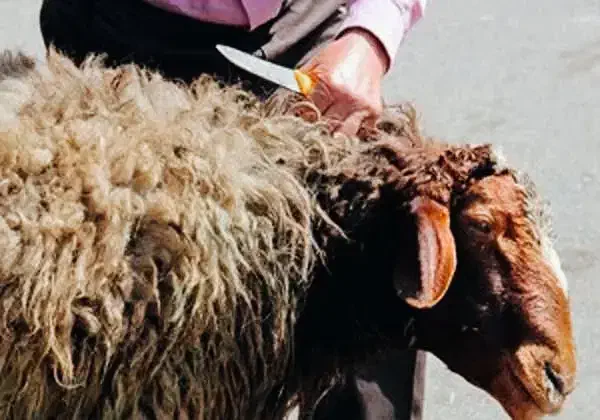 گوسفند چاق بره نرینه قلم ابی زنده تضمینی بشرط|حیوانات مزرعه|مشهد, عبادی|دیوار