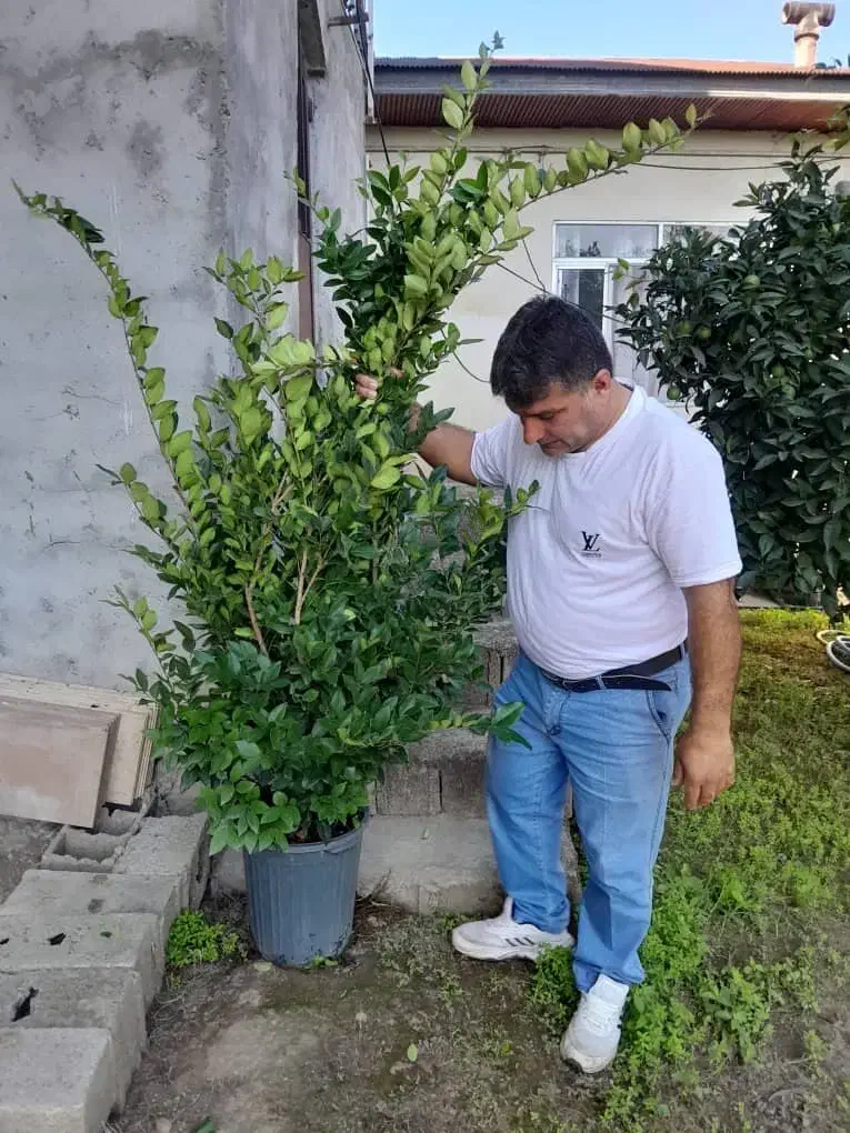 یاس هلندی باکیفیت قیمت ۸۰۰|گل و گیاه طبیعی|تهران, شهرک دانشگاه|دیوار