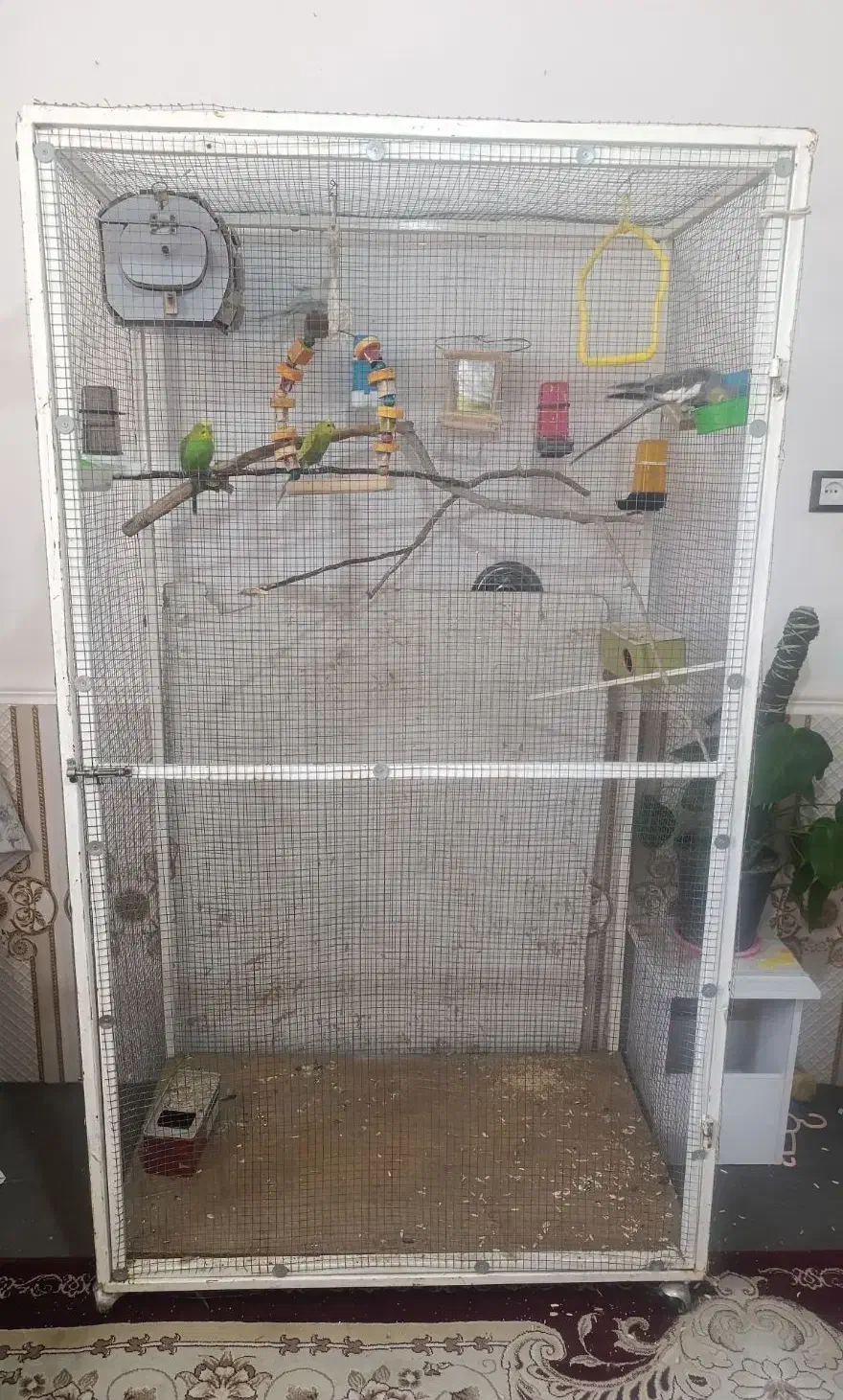 قفس بزرگ پرنده ،عروس هلندی و مرغ عشق|پرنده|شیراز, حجت آباد|دیوار