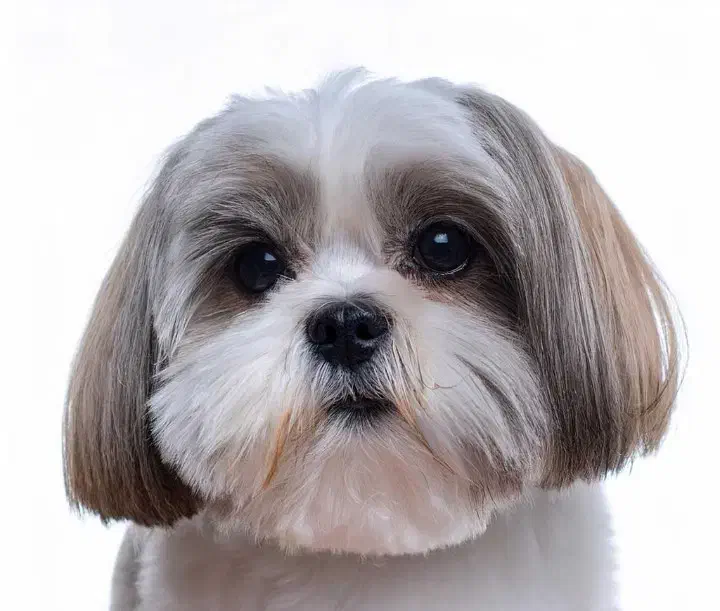 سگ پیدا شده|سگ|فردیس, فردیس|دیوار