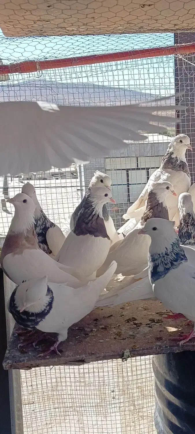 طوقی ساده|پرنده|گلپایگان, |دیوار