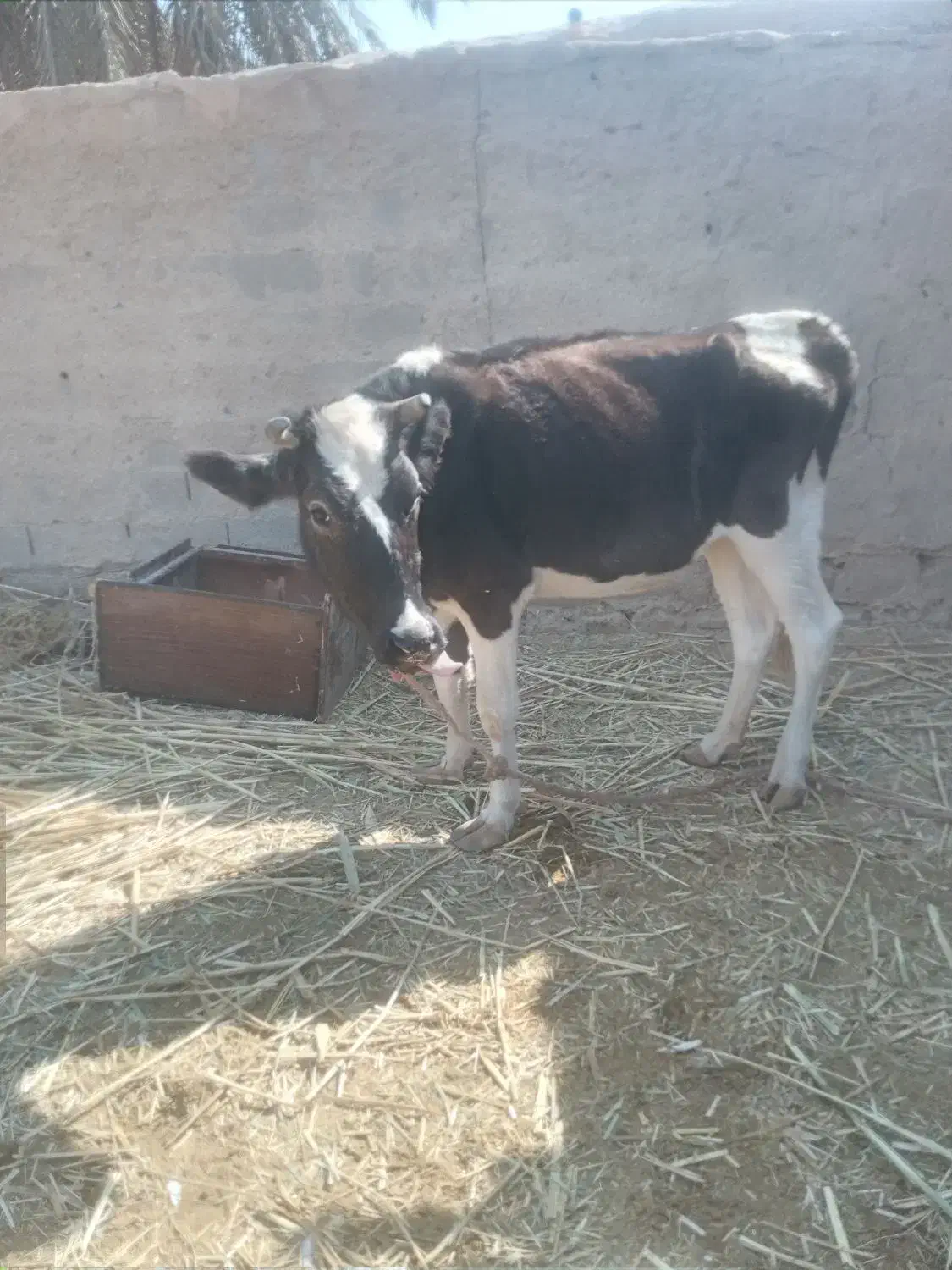 گاو دوعدد|حیوانات مزرعه|چمران, |دیوار