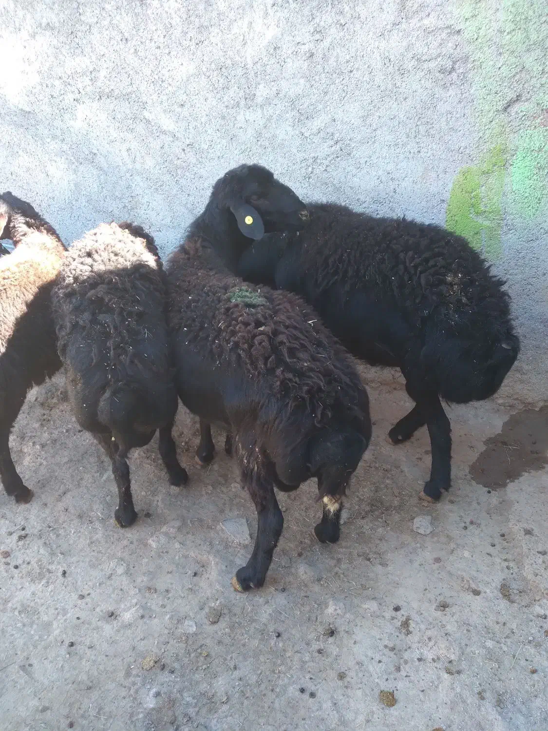 باسلامقوچشیشک|حیوانات مزرعه|قره پشتلو, |دیوار