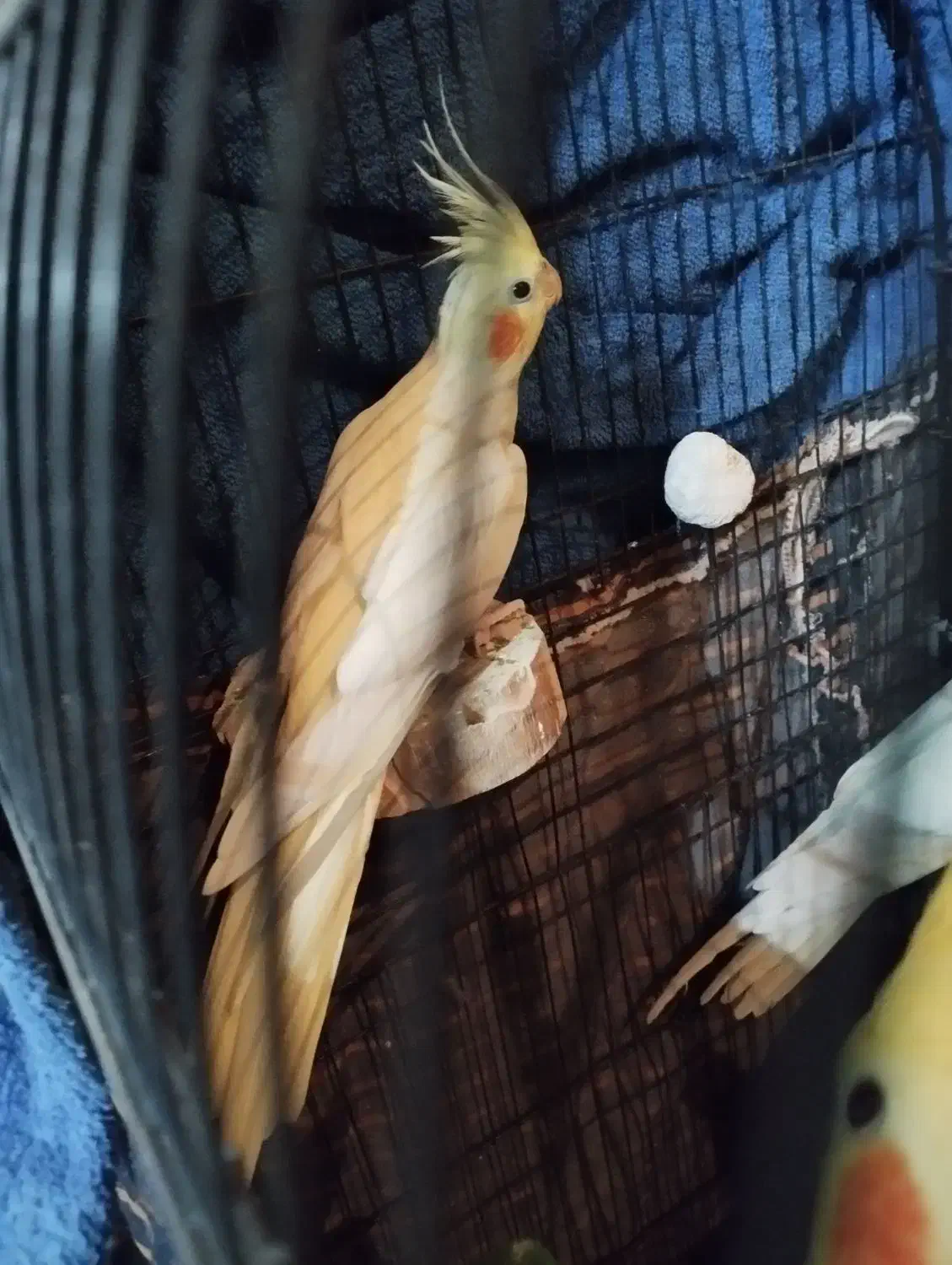 عروس هلندی  و برزیلی|پرنده|ری, سیزده آبان|دیوار