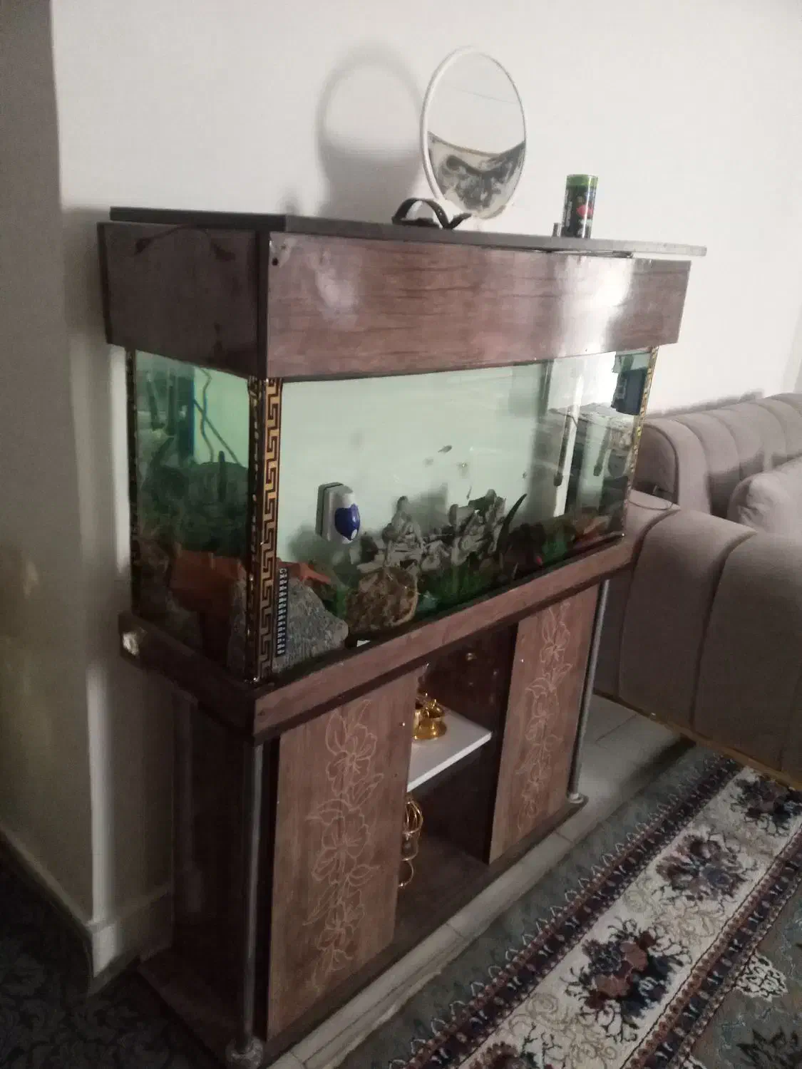 آکواریم بدون وسایل|ماهی|پاکدشت, پاکدشت (مامازند)|دیوار