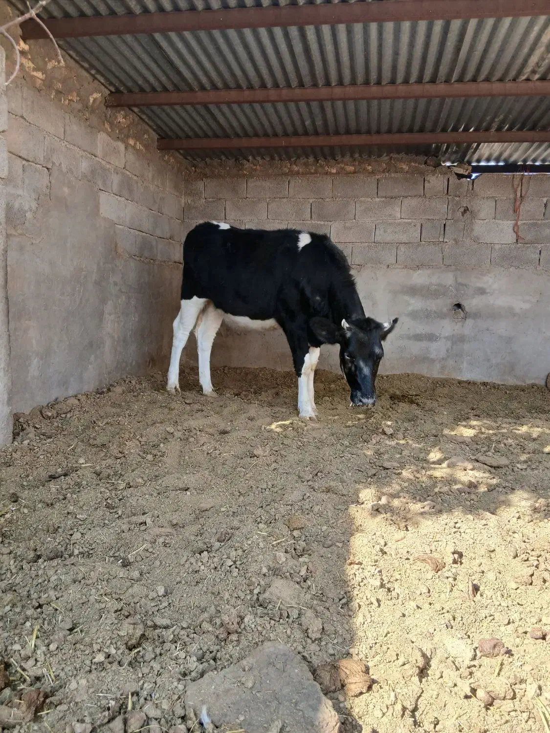 تلیسه گوساله ماده|حیوانات مزرعه|کرمان, |دیوار