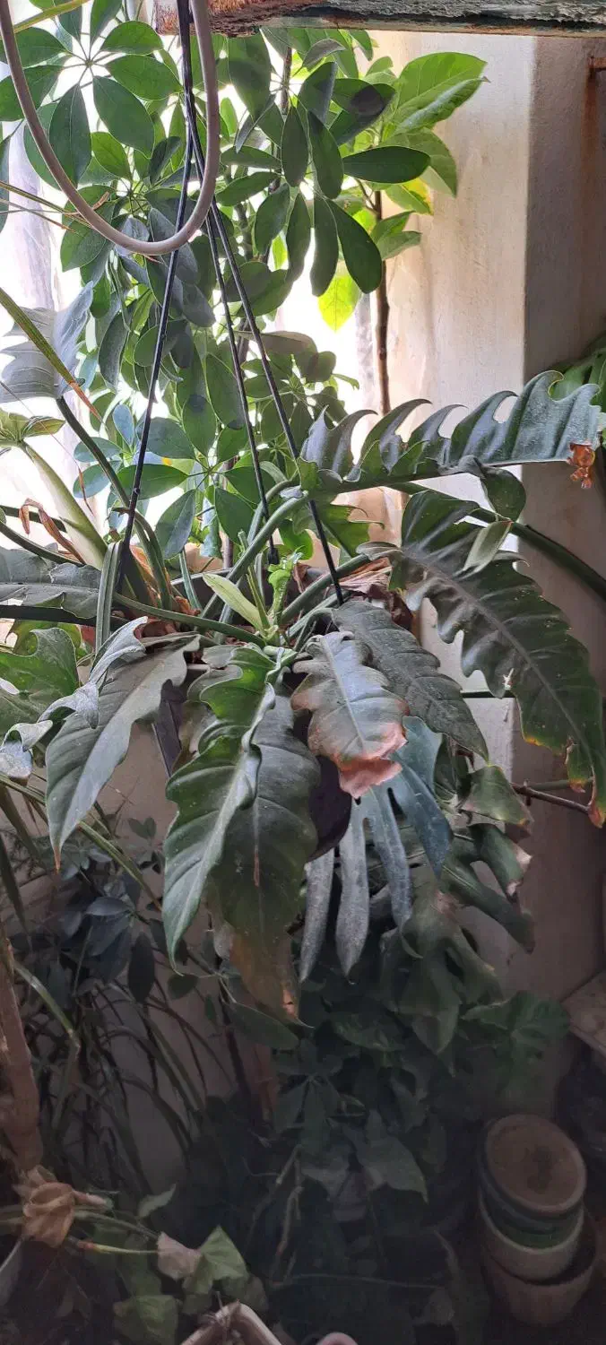 انواع بنسای یوکا و ...|گل و گیاه طبیعی|کرج, بنیاد|دیوار