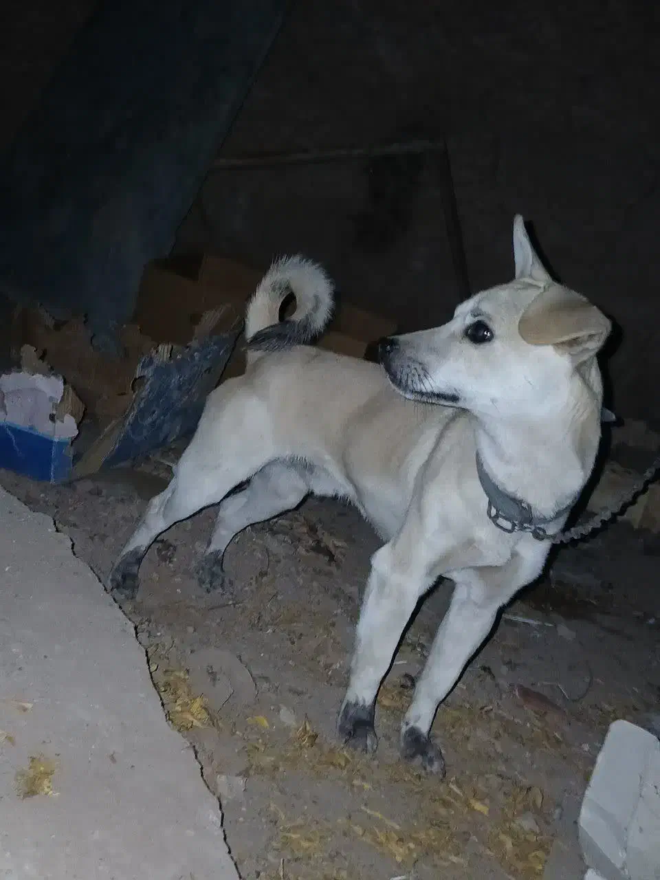 سگ پاکوتاه معاوضه ای|سگ|یزد, |دیوار