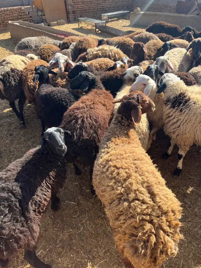 بره پرواری|حیوانات مزرعه|محمدشهر, سیدآباد|دیوار