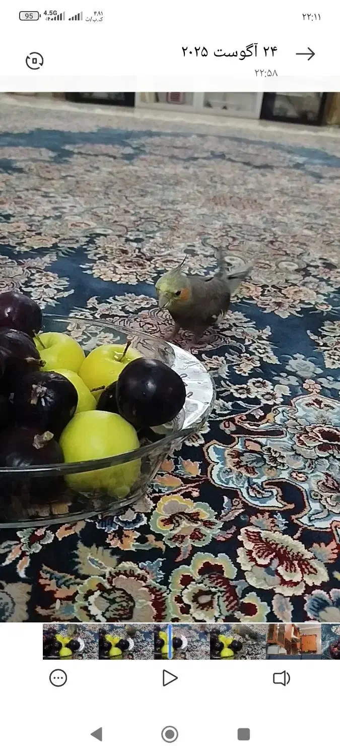 گم شده عروس هلندی مژدگانی دارد گمشده|پرنده|قم, زینبیه|دیوار