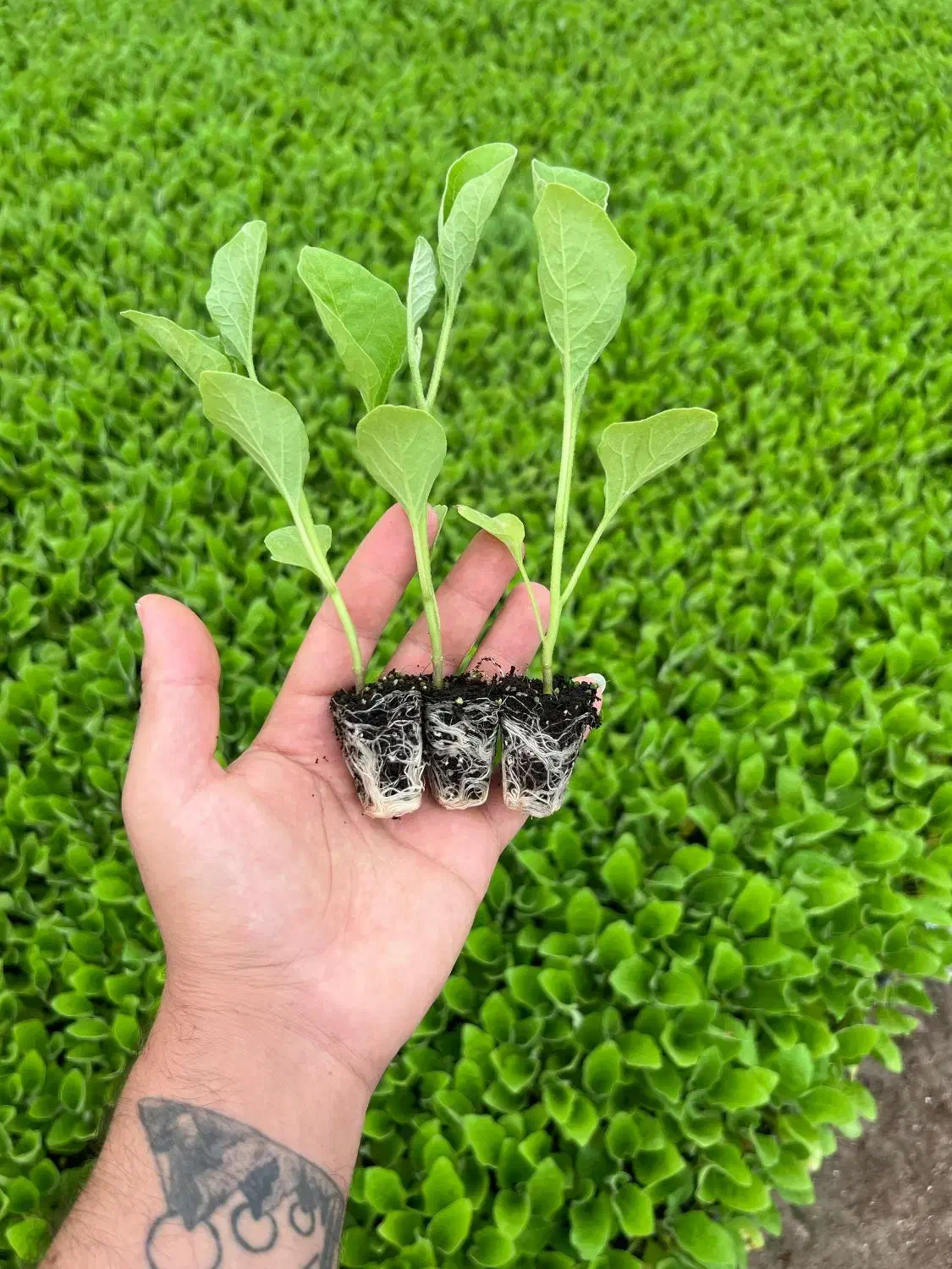 نشا گوجه بادمجان فلفل تند فلفل دلمه|خدمات باغبانی و درختکاری|سراوان, |دیوار