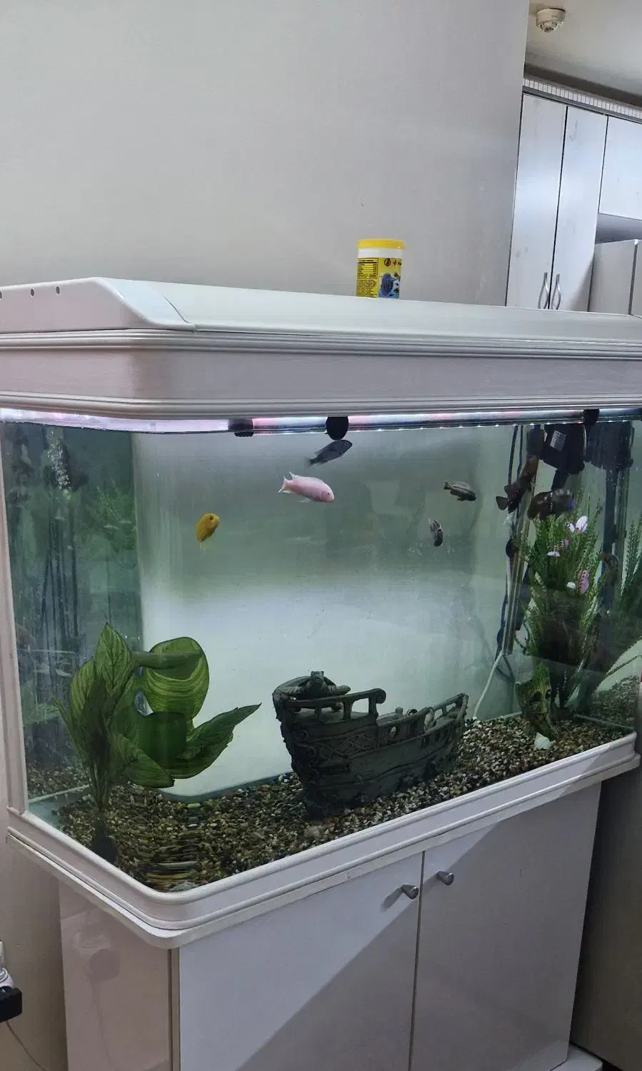 آکواریوم شرکتی دلسا|ماهی|ری, هاشم‌آباد|دیوار