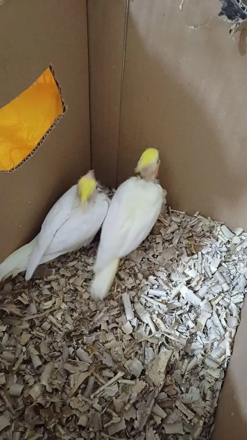 پچه عروس هلندی|پرنده|لردگان, |دیوار