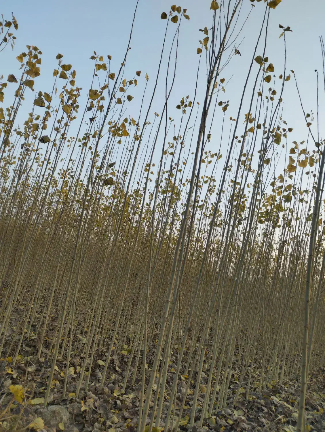 رقم نهال های 1ساله و 2ساله|گل و گیاه طبیعی|دیواندره, |دیوار