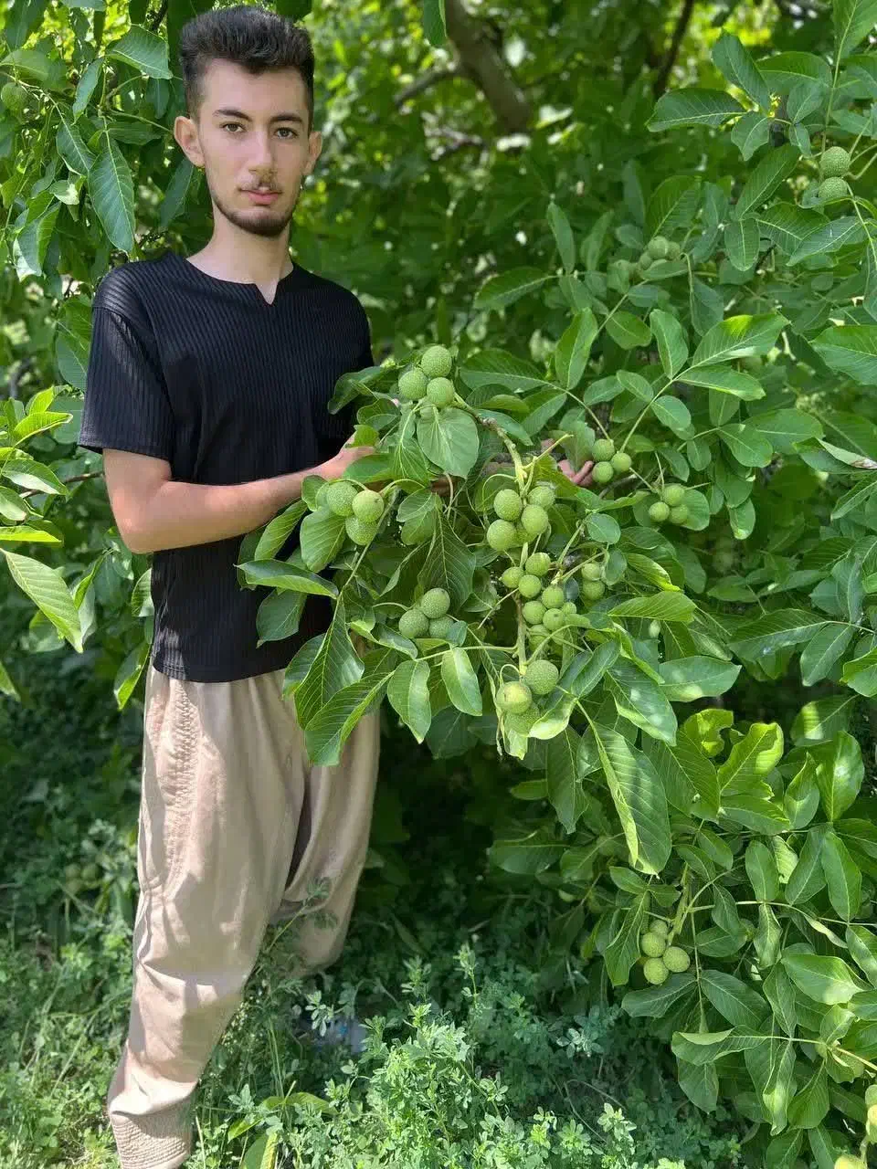 تولید نهال گردو اسراییلی پیوندی کاغذی و پایه کوتاه|خدمات باغبانی و درختکاری|ساوه, |دیوار