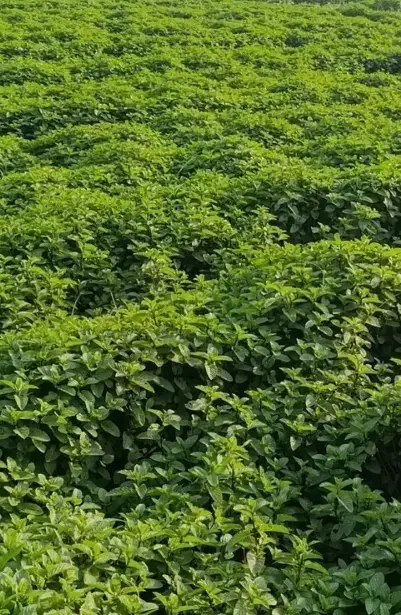 شوید خشک و نعناع خشک انواع سبزی خشک|خوردنی و آشامیدنی|حمیدیه, |دیوار