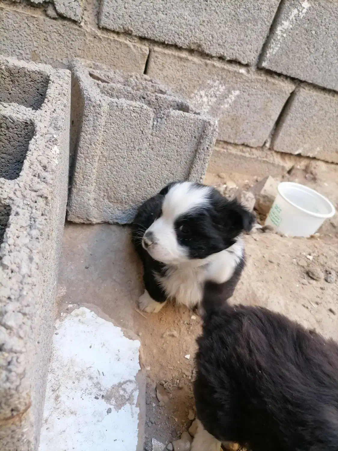 توله اشپیدز|سگ|مشهد, تبادکان|دیوار