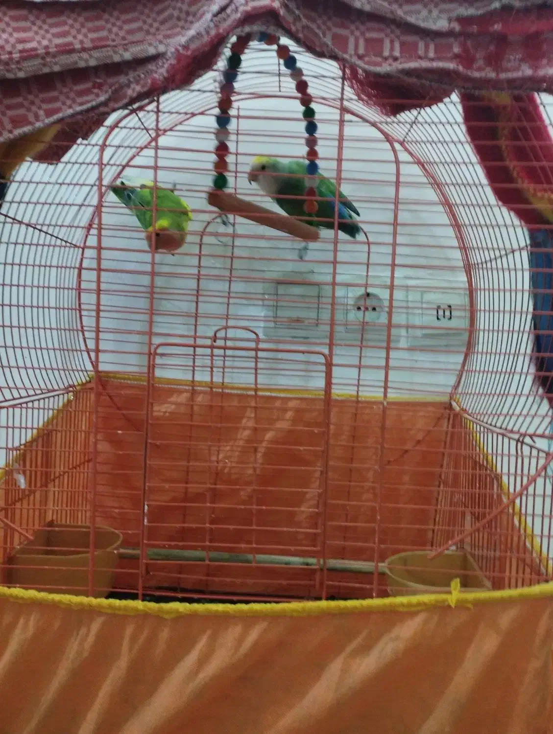 به دلیل مهاجرت|پرنده|قائم‌شهر, |دیوار